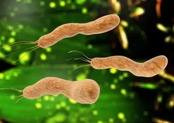 Что такое Helicobacter pylori, о которой…