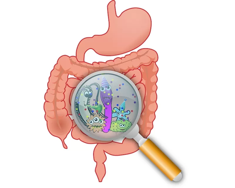 Бактерий в кишечнике больше, чем клеток во всем организме, и это не всегда хорошо