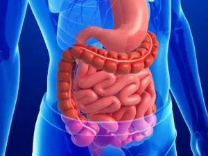 Анатомия пищеварительной системы