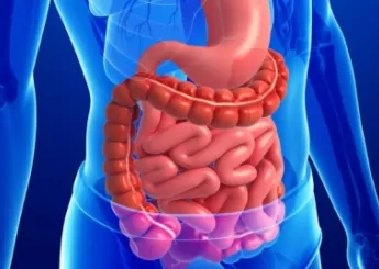 Анатомия пищеварительной системы