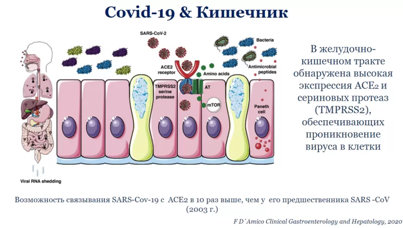 Российские учёные рассказали, как предотвратить «дырявый кишечник» при COVID-19