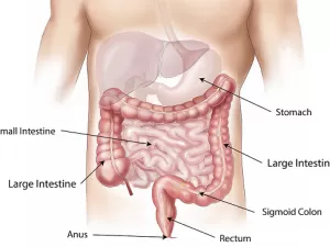 Чем питаться человеку с синдромом раздражённого…