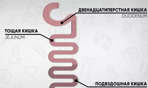 Все о желудочно кишечном тракте видео