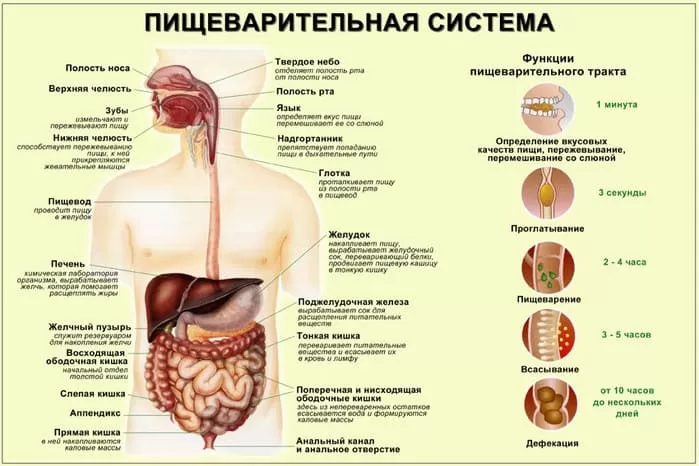 По лечению желудочно кишечного